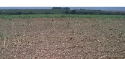 Produtores adotam a aplicação de inseticidas cortando a soqueira e praticamente acabam com Sphenophorus levis