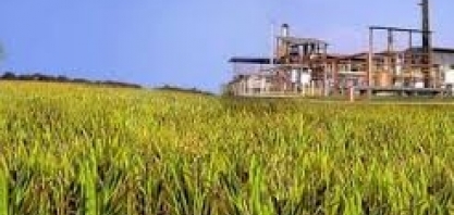 Etanol vira o foco em safra do próximo ano em MS