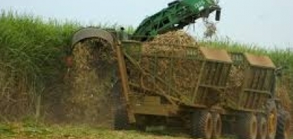 Com produção de açúcar em queda, usinas esticam moagem da safra no CS