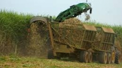 Com produção de açúcar em queda, usinas esticam moagem da safra no CS