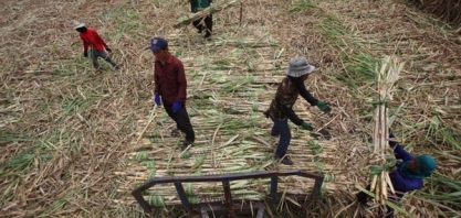 Produção de açúcar em 2018/19 na Tailândia deve cair com baixos preços da cana