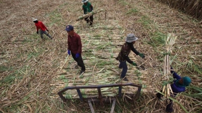 Produção de açúcar em 2018/19 na Tailândia deve cair com baixos preços da cana