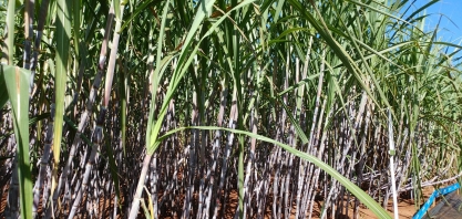 Adoção de fertilizantes foliares em anos favoráveis climaticamente proporciona ganhos de produtividade 20% a 30%