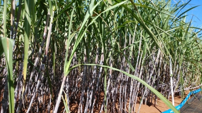 Adoção de fertilizantes foliares em anos favoráveis climaticamente proporciona ganhos de produtividade 20% a 30%