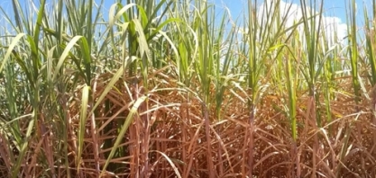 100 t/ha é pouco. Com irrigação, precisamos passar de 200 t/ha!