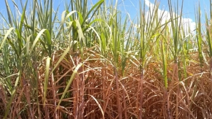 100 t/ha é pouco. Com irrigação, precisamos passar de 200 t/ha!