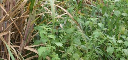 As sementes de plantas daninhas acordaram