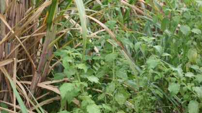 As sementes de plantas daninhas acordaram