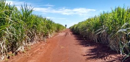 Aplicação em taxa variável recupera canavial e evita reforma