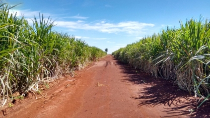 Aplicação em taxa variável recupera canavial e evita reforma
