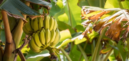 Estudantes de Barreiras desenvolvem etanol de banana e apresentam inovação em mostra científica no Pará