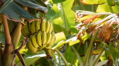 Estudantes de Barreiras desenvolvem etanol de banana e apresentam inovação em mostra científica no Pará