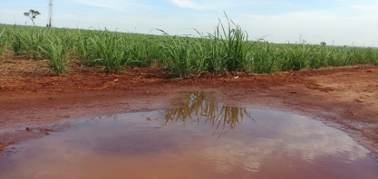 Chuva emperra safra na região Centro-Sul e 132 unidades sucroenergéticas iniciaram dezembro ainda moendo