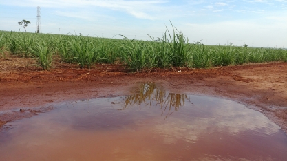 Chuva emperra safra na região Centro-Sul e 132 unidades sucroenergéticas iniciaram dezembro ainda moendo