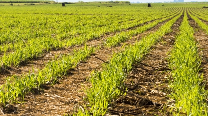 Implementos aplicam nitrogênio enterrado ao lado da linha da cana e otimizam adubação de soqueira