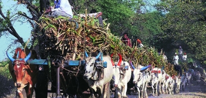 Brasil deve perder coroa de maior produtor mundial de açúcar