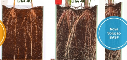 União entre produtos químico e biológico gera tecnologia inédita para o cultivo da cana-de-açúcar
