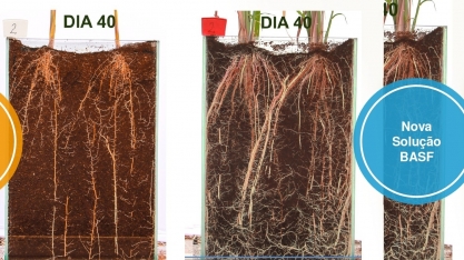 União entre produtos químico e biológico gera tecnologia inédita para o cultivo da cana-de-açúcar