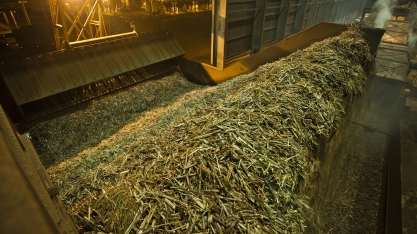 Moagem atinge 14,58 milhões de toneladas na segunda quinzena de novembro