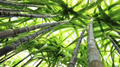 Maringá deve ter primeiro posto com biometano