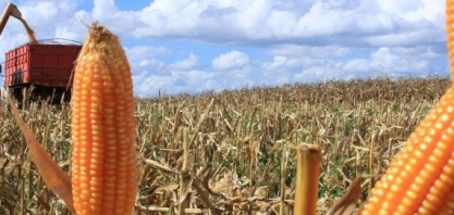 MT se destaca como principal estado produtor de etanol à base de milho