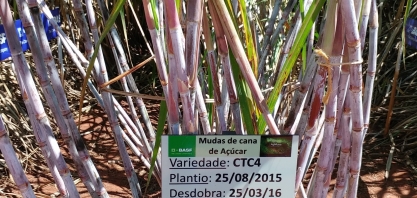 Variedade de cana CTC 4 passa a ser uma das favoritas do setor