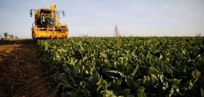Agricultores desistem de beterraba e produção de açúcar na UE pode cair ainda mais