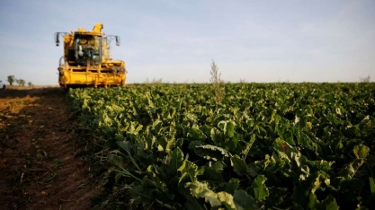 Agricultores desistem de beterraba e produção de açúcar na UE pode cair ainda mais