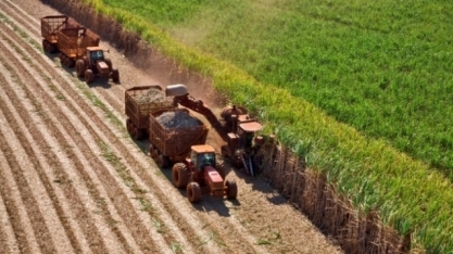 Moagem atinge 21,29 milhões de toneladas na 1ªquinzena de novembro