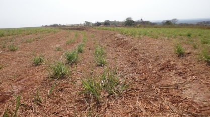 O setor apresenta baixa renovação dos canaviais