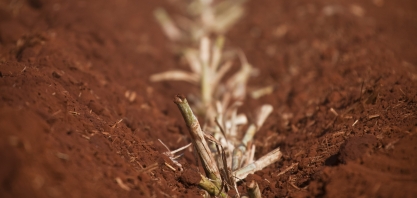 Avanço tecnológico e a adoção de boas práticas melhoram os resultados do plantio de cana mecanizado