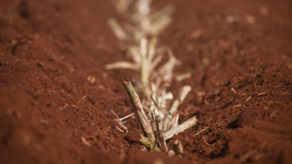 Avanço tecnológico e a adoção de boas práticas melhoram os resultados do plantio de cana mecanizado