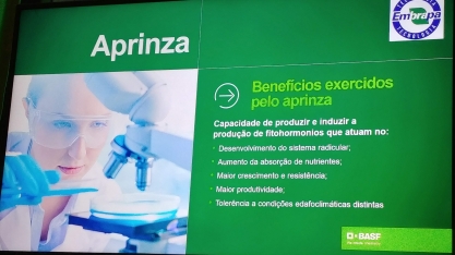 Com novo inoculante microbiológico a cana ganha sistema radicular mais robusto e com maior capacidade de absorção de nutrientes