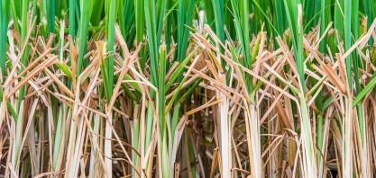 MPB revoluciona plantio e reintroduz sistemas como a Meiosi e Cantosi