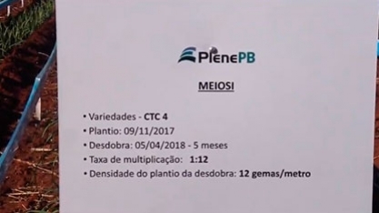 MEIOSI DE CTC4 COM PLENE PB ATINGE ALTAS TAXAS DE MULTIPLICAÇÃO
