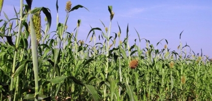 Sorgo africano pode ser avanço para biocombustíveis