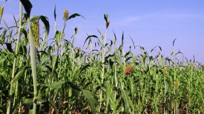 Sorgo africano pode ser avanço para biocombustíveis