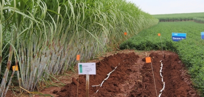 O sistema MPB e Meiosi pode ser adotado por todos, até mesmo o pequeno produtor