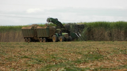 CEPEA: agronegócio de SP cai quase 5%
