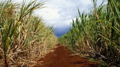 Cana-de-açúcar: otimismo cauteloso para o ano que vem