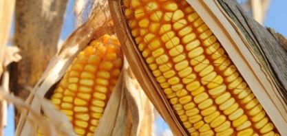 Mato Grosso investe pesado na produção de etanol de milho