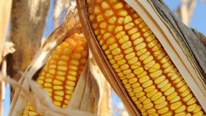 Mato Grosso investe pesado na produção de etanol de milho