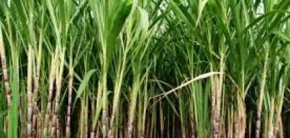 Usina de etanol vai encerrar as operações em Moreira Sales