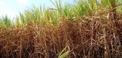 Além de soja, chuva irregular também leva preocupação à safra de cana do Brasil