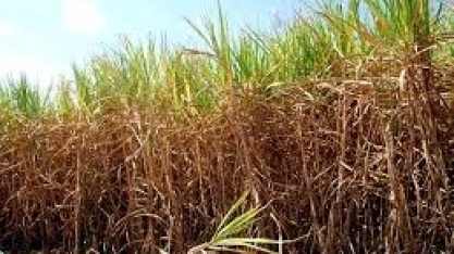 Além de soja, chuva irregular também leva preocupação à safra de cana do Brasil