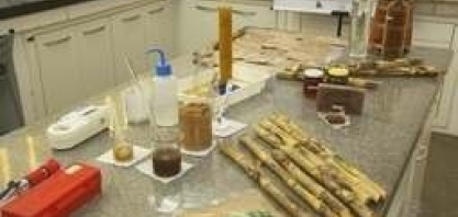 Pesquisa é desenvolvida para diversificar produtos da cana-de-açúcar