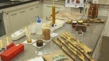 Pesquisa é desenvolvida para diversificar produtos da cana-de-açúcar