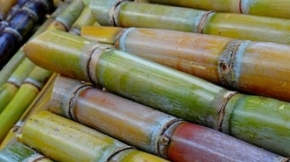 América Latina e África podem se beneficiar da produção de bioenergia da cana