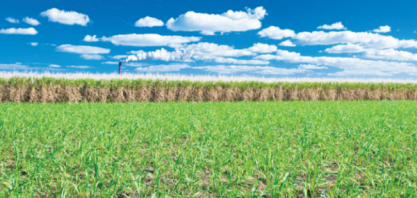 Olam International vai acabar com operação de comércio de açúcar, diz porta-voz