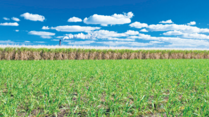 Olam International vai acabar com operação de comércio de açúcar, diz porta-voz